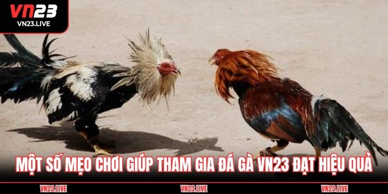 Một số mẹo chơi giúp tham gia đá gà VN23 đạt hiệu quả
