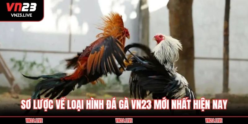 Sơ lược về loại hình đá gà VN23 mới nhất hiện nay